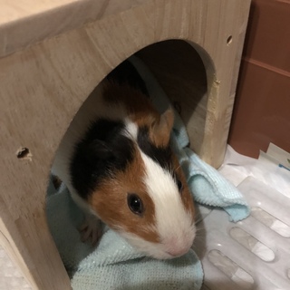 里親募集してます。