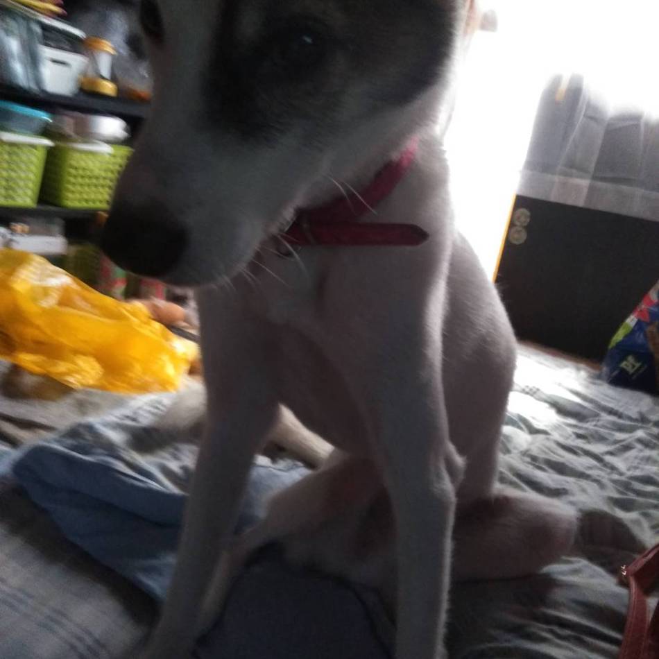 ハッチのカバー写真