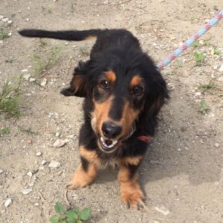 番犬に最適な、ダックス