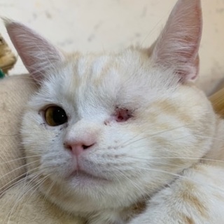 【小平市】フォン