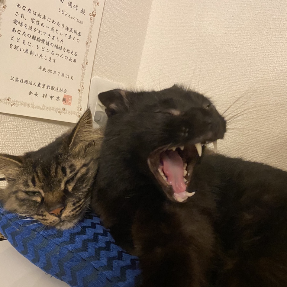 あくあのカバー写真