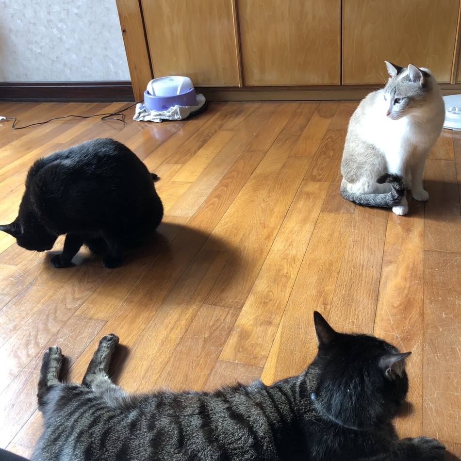 アレックスのカバー写真