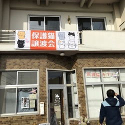 第1回里親主催「ココ猫譲渡会」結果報告