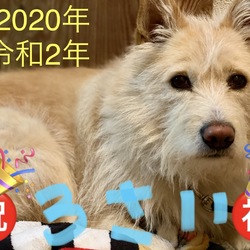 3歳になりました╰(*´︶`*)╯
