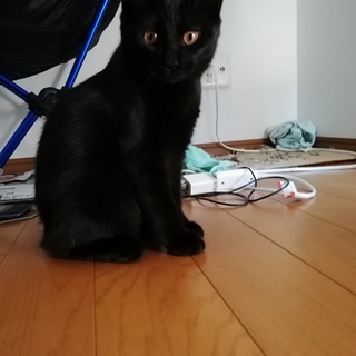 里親募集　子猫10カ月