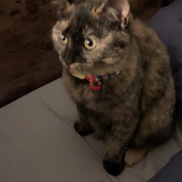 たぬきに見える猫･*･:≡(　ε:)