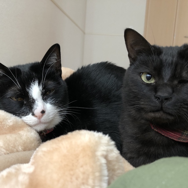 AnnaModのカバー写真