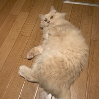 おくら