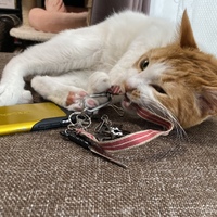 獅子丸