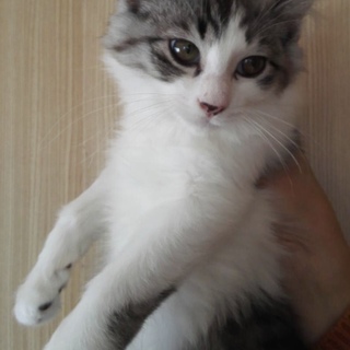 白キジの中毛の男の子