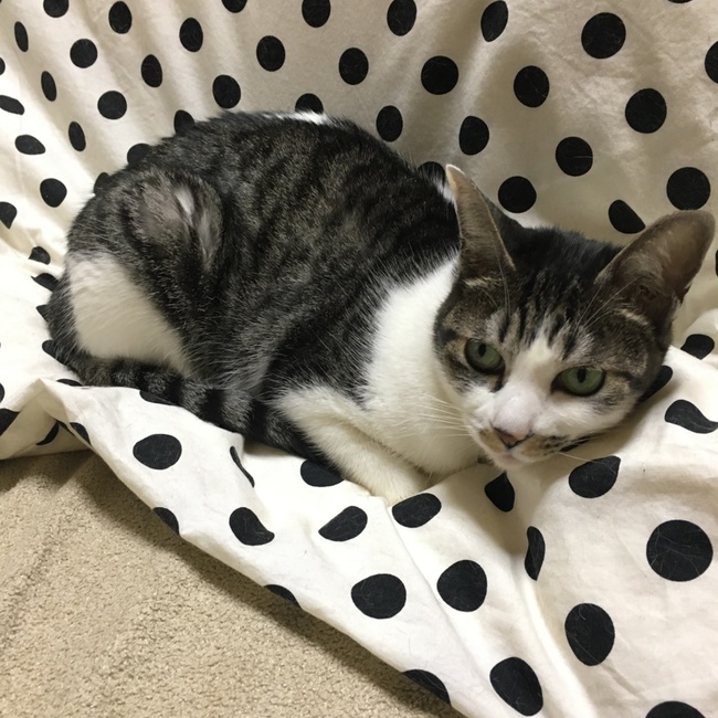 chiiiiebabyのカバー写真
