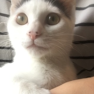 白黒の男の子