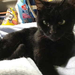人のお腹の上が大好き！甘えん坊のマメちゃん