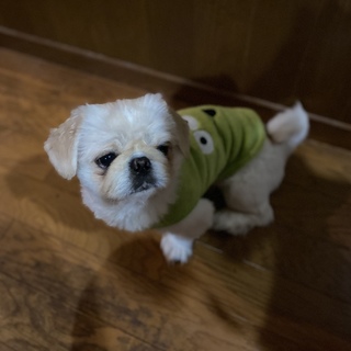 友人より依頼　ペキニーズ