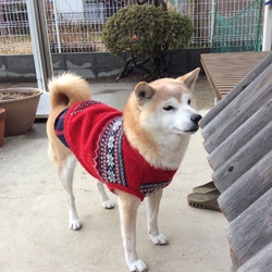 この頃のちっちゃな幸せ(๑•̀ㅂ•́)و✧