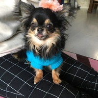 チコ