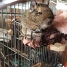 よく食べて、時々脱走もあり