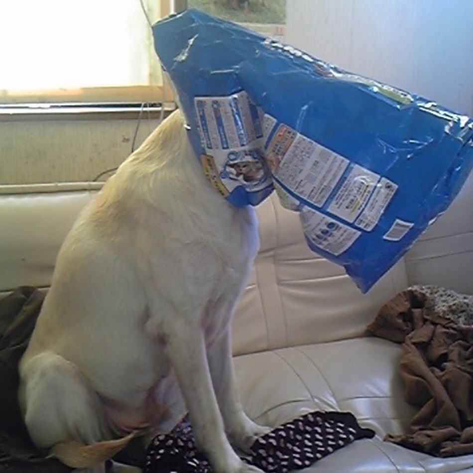 ルークのカバー写真