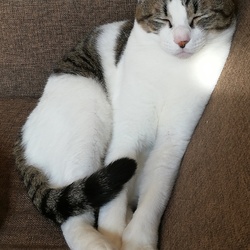 「いい兄貴」サムネイル2