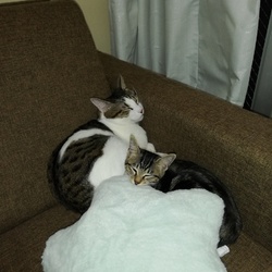 「いい兄貴」サムネイル3