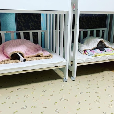 この日は雷が酷く1階のお部屋でおとなしく待機