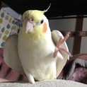 オカメインコ 里親さん決定しました！