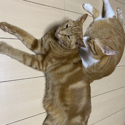 ☆保護センターで猫の譲渡会☆