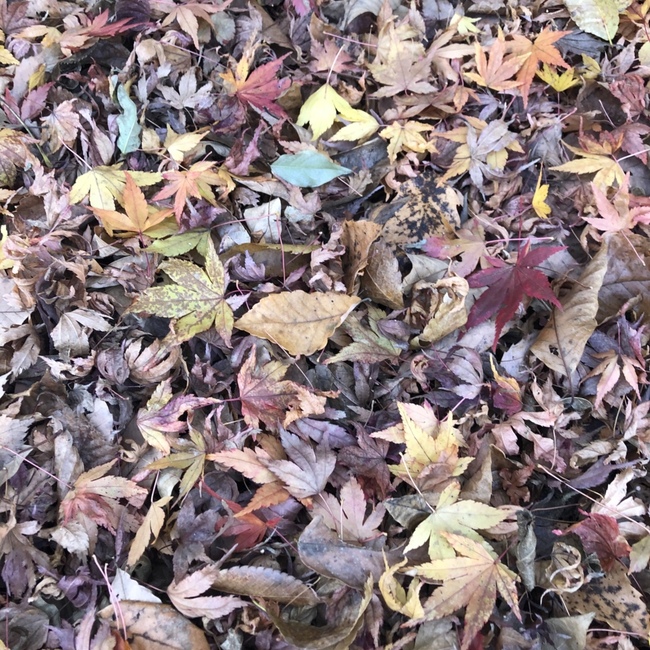 麦mamaのカバー写真