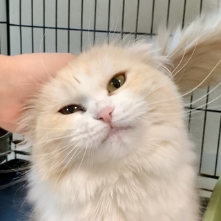 フワフワの癒し系スコ女の子★代理投稿★