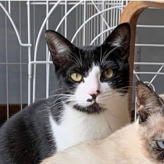 再募集予定★TNR現場から保護された兄妹・囲碁くん