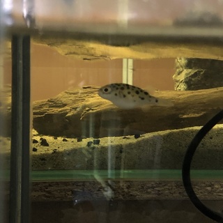 ミドリフグの里親を募集いたします