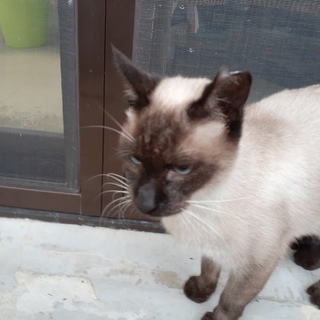 人懐っこいシャムMix　にゃん太郎