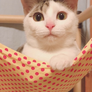 甘えたで美人さんのキジ白リムちゃん♡