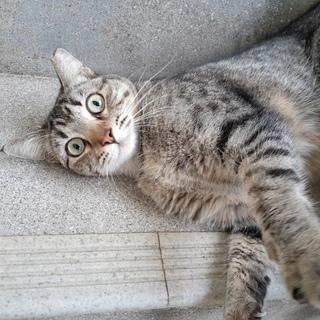 サバトラ　サクラ