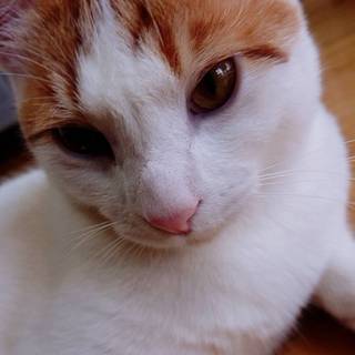 にゃらん風♪茶白の男の子、チャーくん