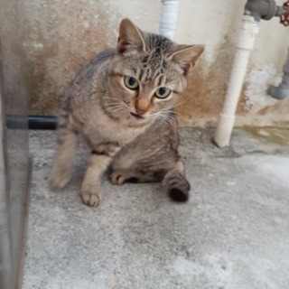 サバトラ美猫　ビオラ