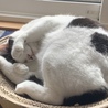 ニア