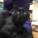 黒猫の女の子です