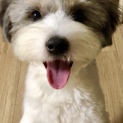 里親様が決定！問合せ頂いた皆様にお礼申し上げます。