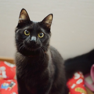 長毛子猫【カブ】