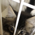 長毛種の子猫