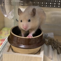 ピノ　（pinot)