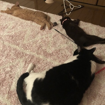 ホカペの威力よ…