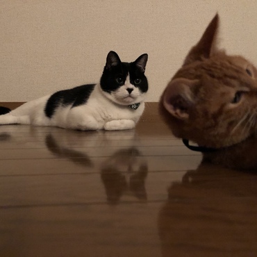ねずみとれるか見守るすけ
