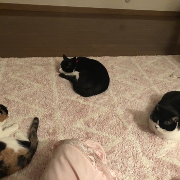 ホカペいいよねぇ