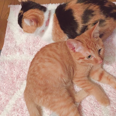 おきくちゃんとこたや
