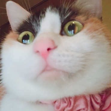 実はほそみのきくり