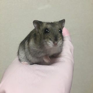 ジャンガリアンハムスターの女の子の里親様募集中！