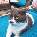 ５歳の猫の里親様募集致します。