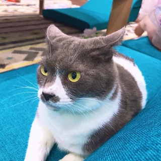 ５歳の猫の里親様募集致します。